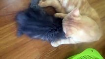 Lovely two kittens cuddling and kissing
