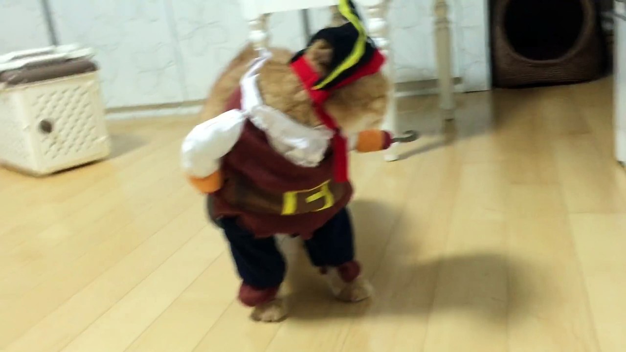 Pirate Cat!