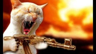 Funny cat videos- Try Not to laugh