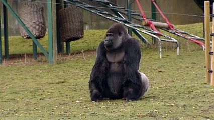 Ce gorille devient la star du WEB. Ce qu'il fait est bluffant !