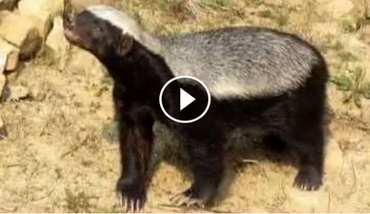 This-Man-Fixed-A-GoPro-On-A-Spear-Just-So-That-He-Could-Show-Off-His-Killing-Of-A-Black-Bear