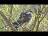 Rare Sighting of Ovambo Sparrowhawk at Pecanwood Estate