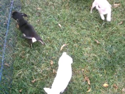 CHIOTS DU CLOS DES MOUYSSOUX