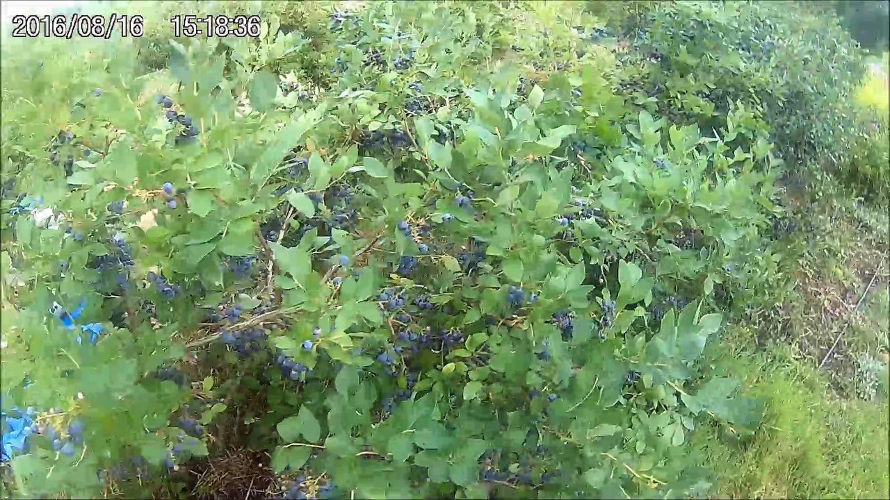 Как растет голубика