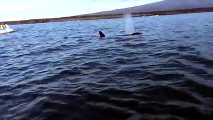 Une orque joue avec une tortue de mer