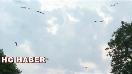 MARTILARIN GÖKYÜZÜNDEKİ İLGİNÇ DANSI