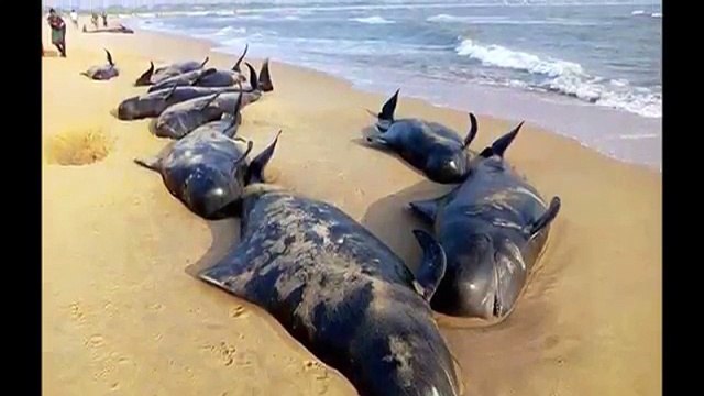 امریکہ کے ساحل پر مچھلی نما عجیب و غریب مخلوق نکل آئی، ڈر اور خوف سے ساحل خالی، ویڈیو دیکھیں