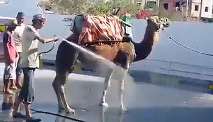 يحدث في تونس : يغسل في جمل في محطة غسيل ههههههه