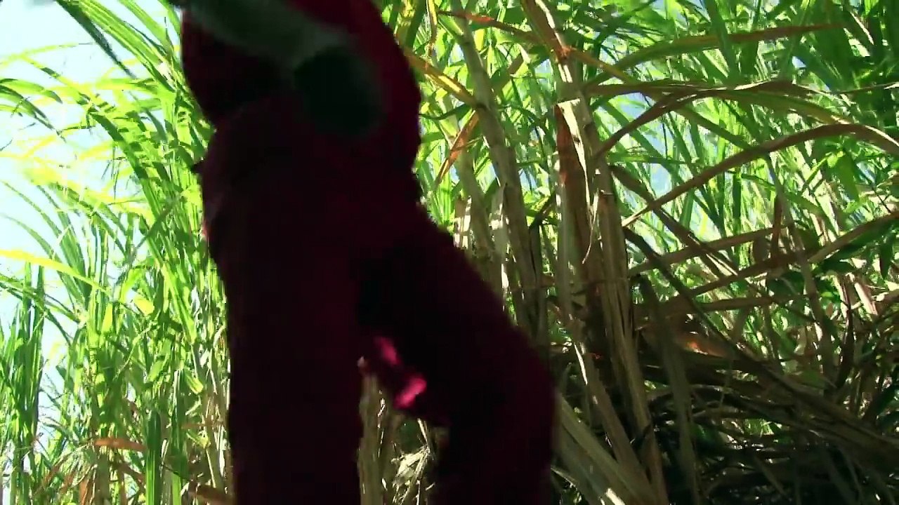 قدرت کا عذاب، برازیل میں آسمان سے مکڑیوں کی بارش نے دنیا کو ہلا دیا؛ ویڈیو دیکھیں