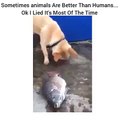 Sometimes Animals Are Better Than Humans