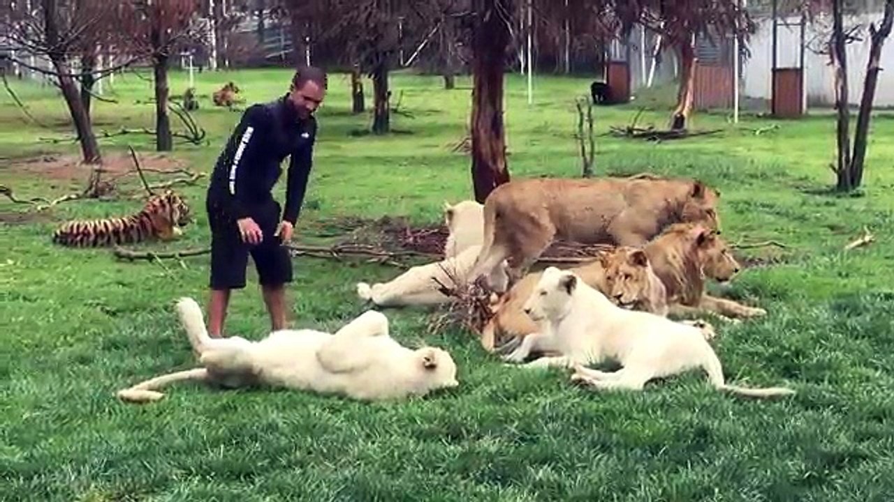 Tiger Saves Man From A Leopard Attack!