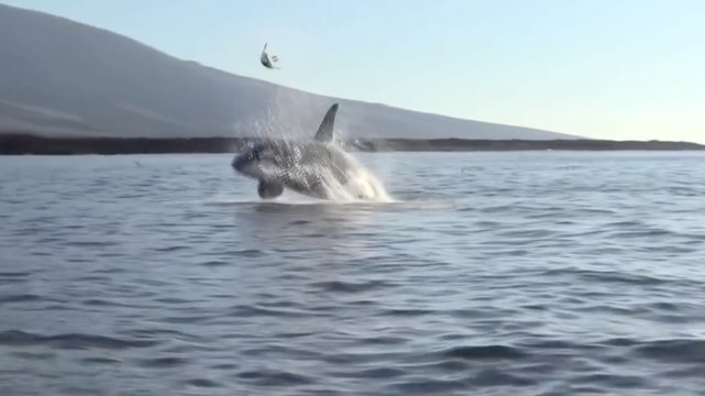 ZAP DU WEEK-END #479 : Une orque joue avec une tortue de mer !