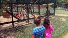 Elles provoquent un singe enfermé dans sa cage, mais la réplique de l'animal les rend malheureuses !