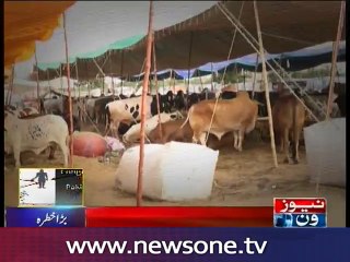 Congo virus reaches Karachi cattle market