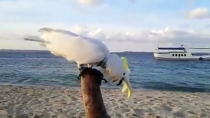 A BIRD THAT CAN SING LIKE HUMANS