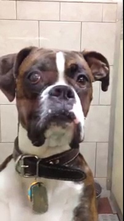 Dogs funny reaction