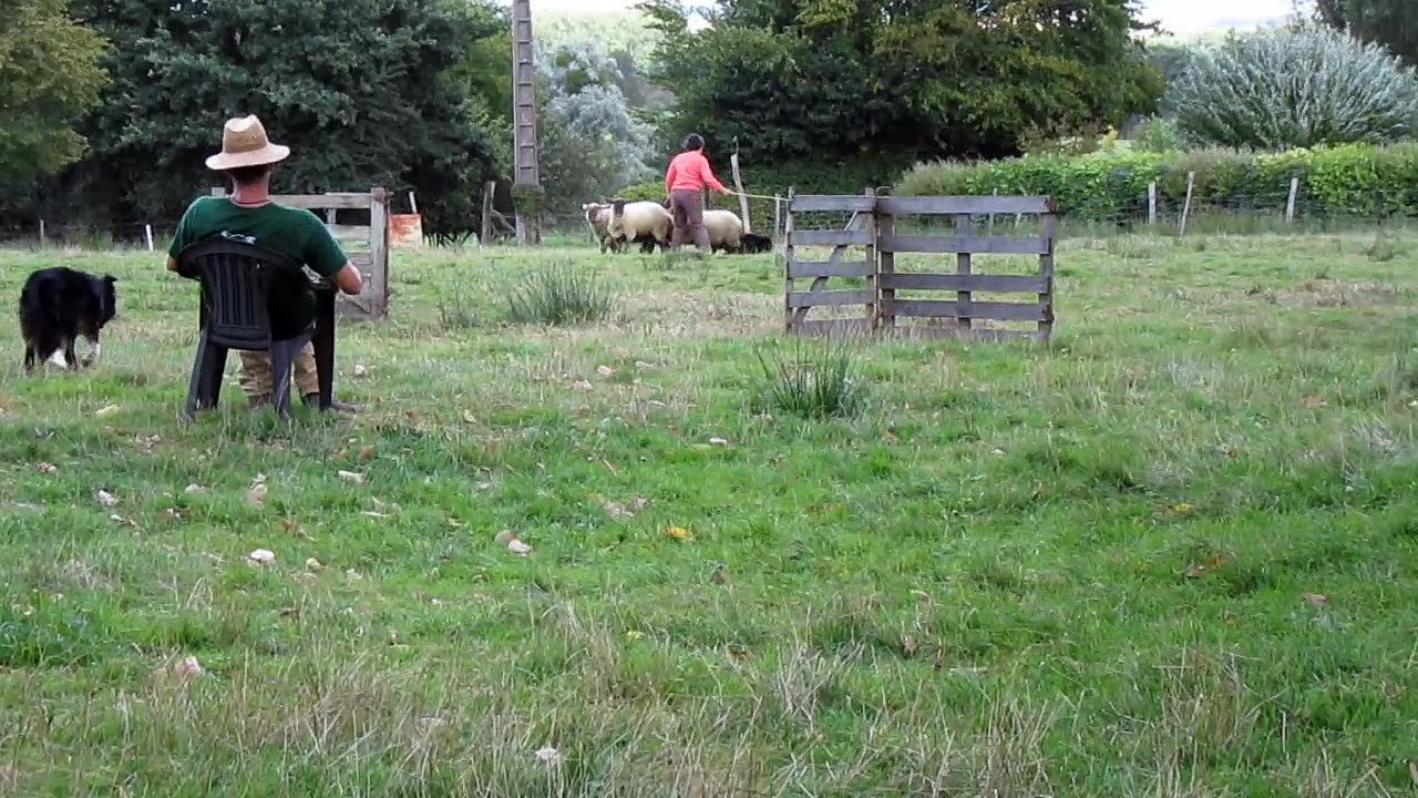 Troupeau Ardennes le 20 Août 2016 002