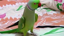Sammy-The talking Indian Ring-neck parrot