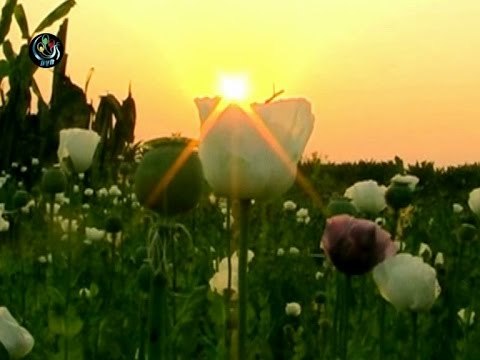 The dark heart of Burma's drug epidemic