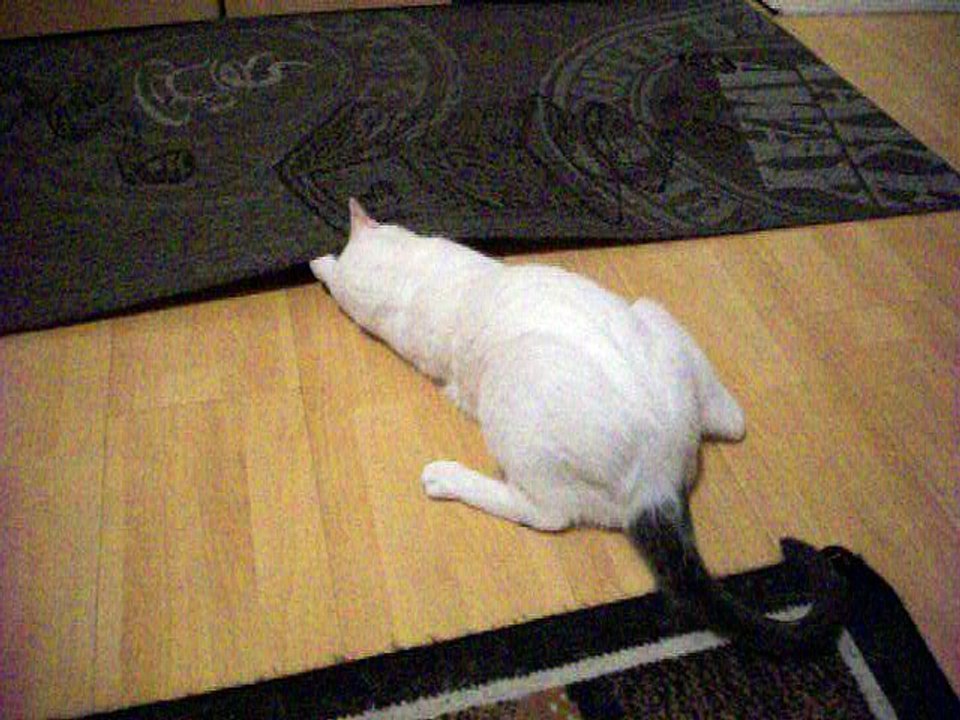 Harvey und Vinzent am 20.08.2016