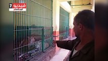 الحيوانات تعشق أيضا.. إصابة أسد بحديقة بنى سويف باكتئاب حاد بعد وفاة زوجته