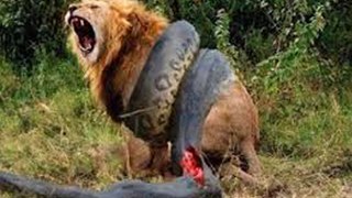 Les 10 Combats d'Animaux Sauvages les plus Violents ! Attaque d'Animaux Sauvage Lion contre Tigre