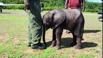 Baby elephant causes havoc at home - Nature's Miracle Orphans