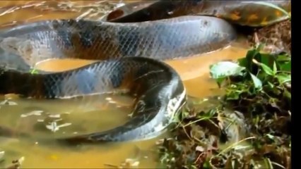 Largest giant anaconda snakes in the world found on Earth