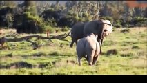lions fight with the giant elephant, inconclusive war , herd of elephants attacking lions
