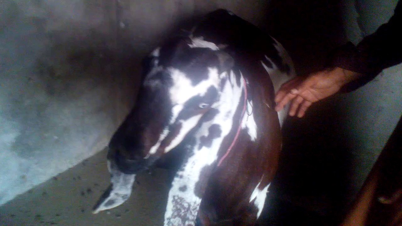 ch arif bajwa 03468063951 Qurbani ka bakra mota taza kaisay by Dr Ashraf Sahibzada