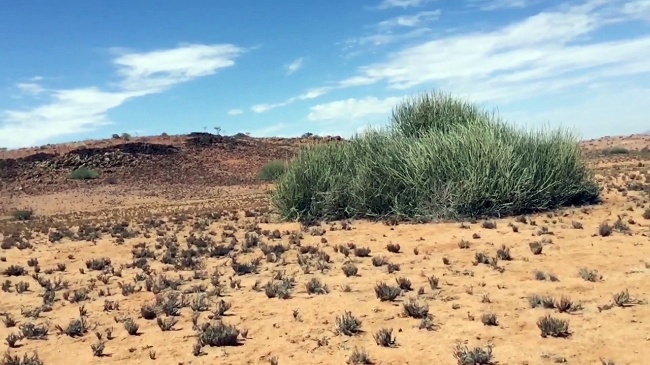 Namibie 2015 - dylan