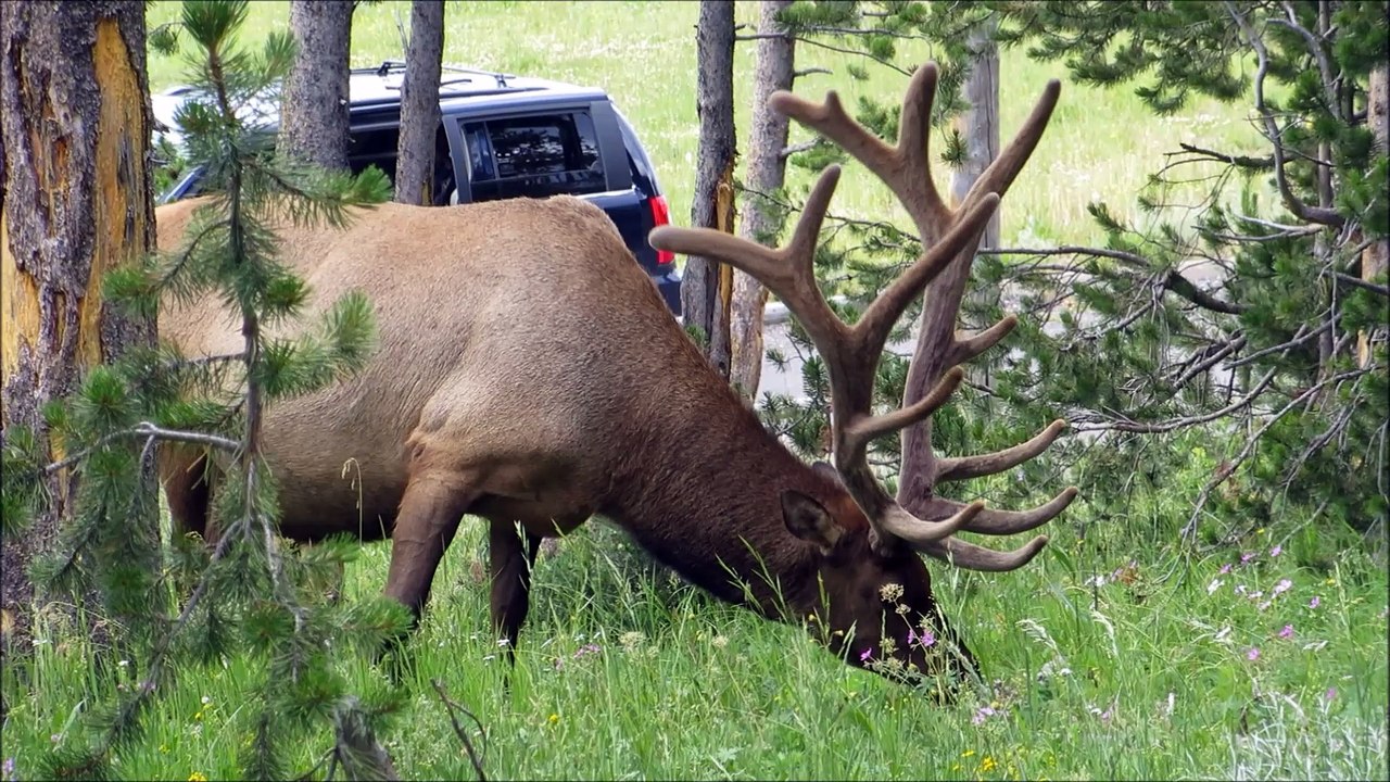 # 22 usa 2015 Yellowstone 6 et 7 juillet Lamar Valley et  North Rim trail
