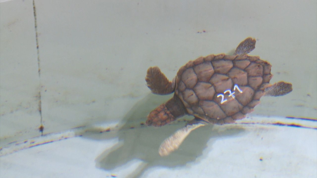 Un campamento custodiará un nido de huevos de tortuga boba