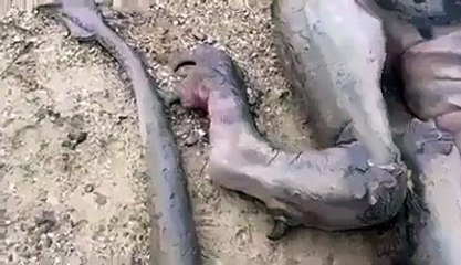 Denosar bones in jungle