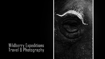 Mettupalayam Health Camp Elephants Slide Show