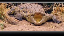 Bird vs. Lizard - Real Angry Birds - best entertainment animal video for aumzing video