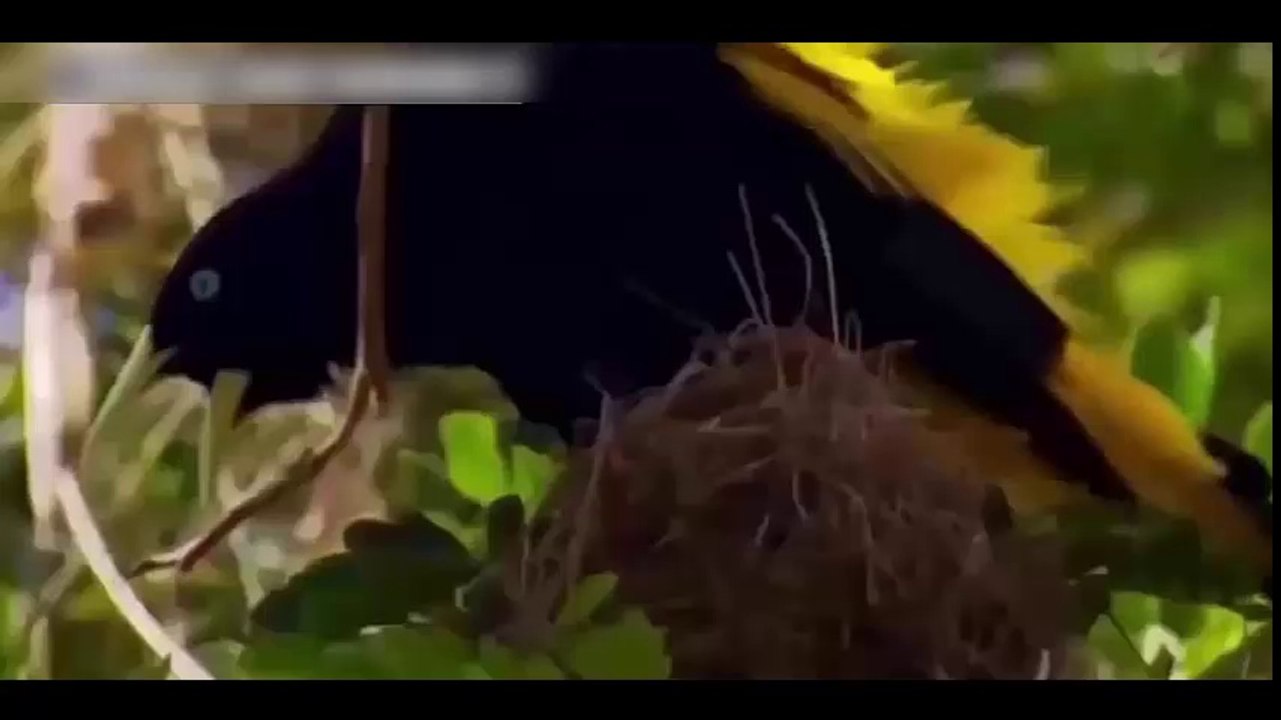 Funny dog videos 2016 - Cobra Snake vs Dog Fight to deat - Nature and animals best entertainment amuzing video and funy