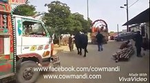 Cow Unloading for Bakra Eid 2016