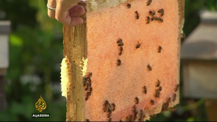 Urban beekeeping takes off in South Korea