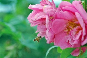 แจ้ ดนุพล แก้วกาญจน์ - ชุด สุนทราภรณ์รำลึก by Jeab Kitty