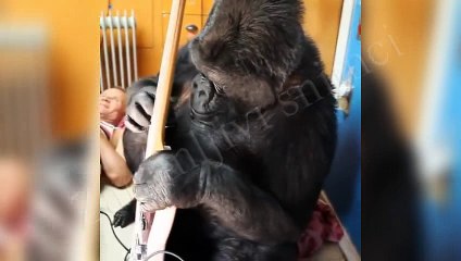 Gorila Koko svira bas gitaru basiste Red hot cili pepersa