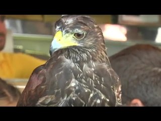 Napoli - A Mergellina la poiana Freesbe per allontanare i colombi fastidiosi (20.08.16)