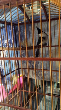 chú chim gì đây mà cứ nhảy lung tung