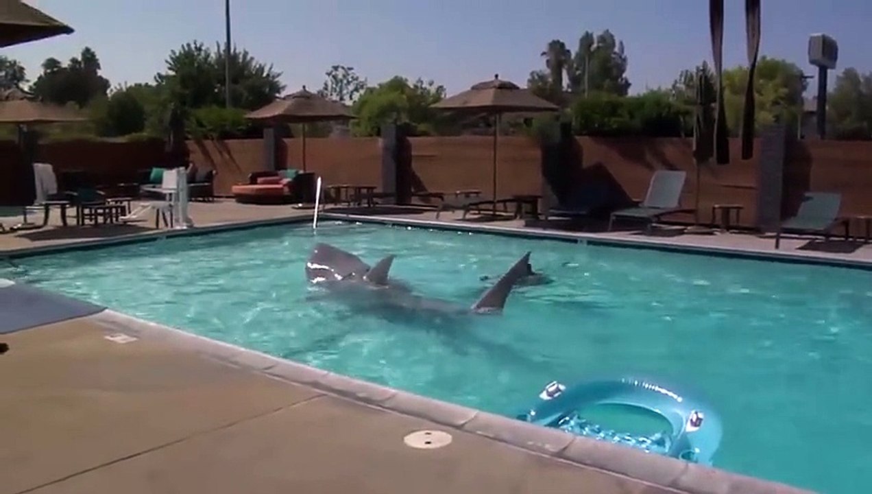Un requin-robot réaliste nage dans une piscine