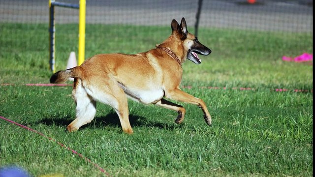 Le Berger Belge Malinois