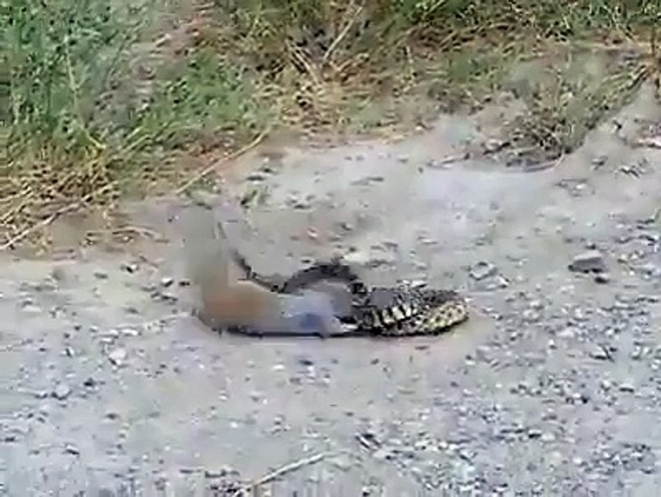 snake video