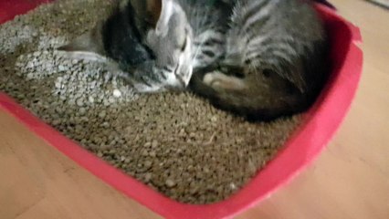 Aborable baby cat snoring