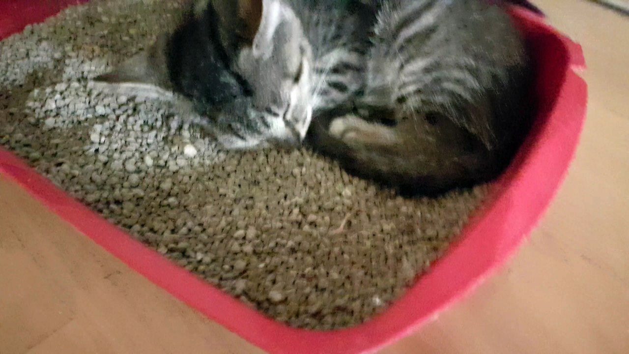Aborable baby cat snoring