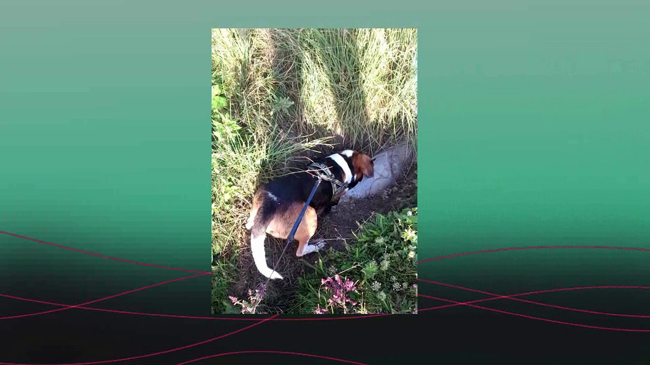 woef