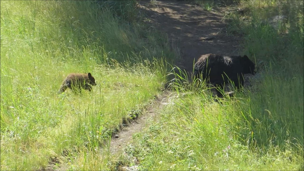 # 21 usa 2015 Yellowstone 6 juillet